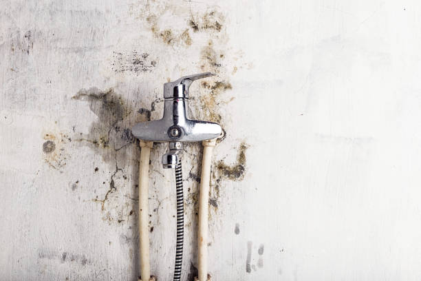 Best Emergency Mold Removal  in Ashland, KY