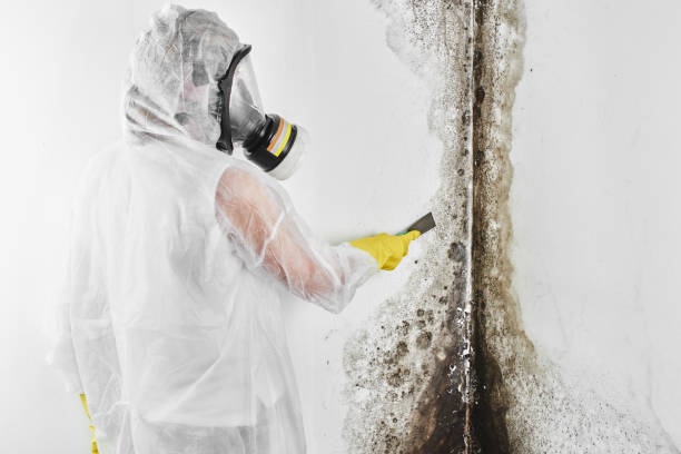 Best Residential Mold Removal  in Ashland, KY