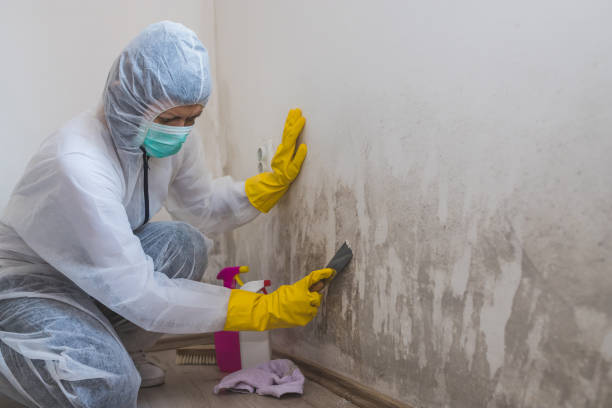 Best Emergency Mold Removal  in Ashland, KY
