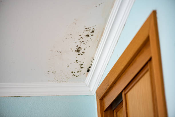 Best Mold Remediation  in Ashland, KY