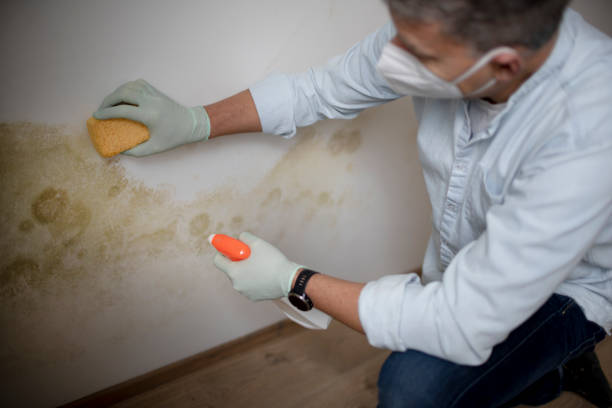 Trusted Ashland, KY Mold Removal Experts