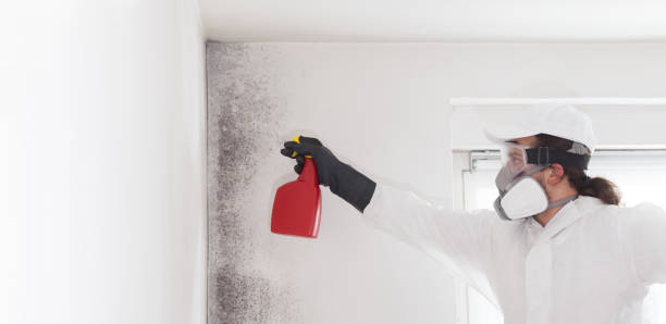Best Office Mold Removal Services  in Ashland, KY